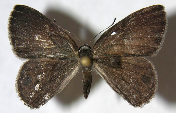 Figura 25. Adulto de <i>Euselasia hygenius</i></i> (Riodinidae), hembra vista dorsal, localidad Pasmompa Sector Pitilla ACG (440m). Voucher: 07-SRNP-30846-DHJ362414.jpg.