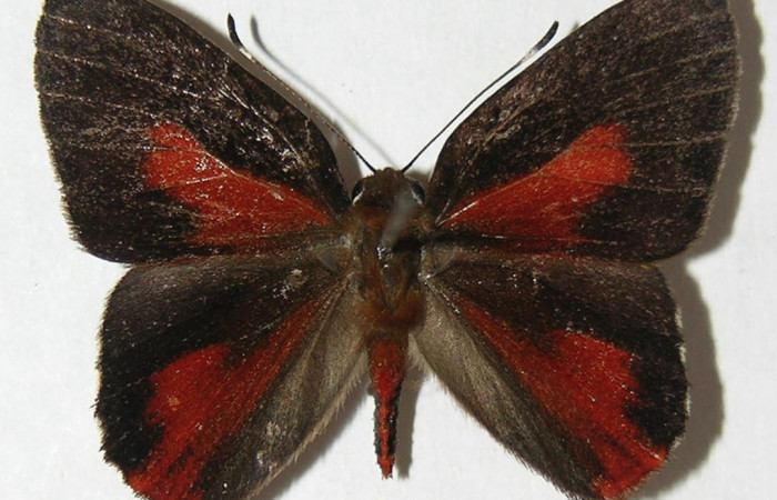 Figura 1. Adulto de <i>Euselasia amphidecta</i></i> (Riodinidae), hembra vista dorsal, localidad Quebradona Estación Biológica Quica Sector Pitilla ACG (475m). Voucher: 09-SRNP-70434-DHJ507110.jpg.