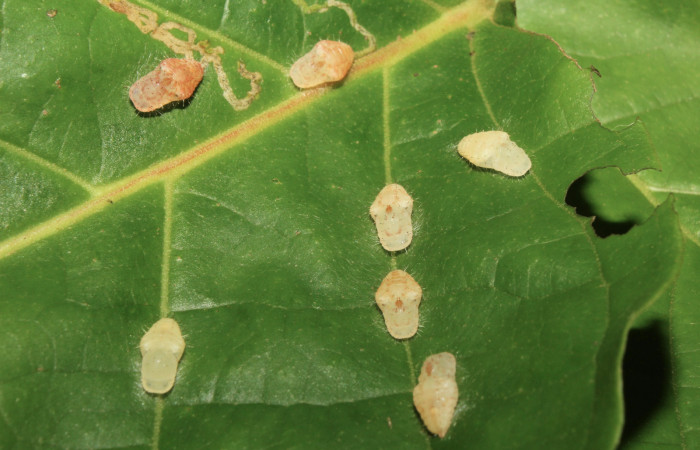 Figura 9. Pupas de <i>Euselasia amphidecta</i></i> (Riodinidae), vista dorsal, localidad Medrano Estación Biológica Quica Sector Pitilla ACG (380m). Voucher: 17-SRNP-72595-DHJ741047.jpg.