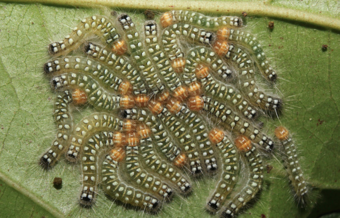 Figura 6. Larvas <i>Euselasia amphidecta</i></i> (Riodinidae), penúltimo estadío (PU) vista dorsal, localidad Medrano Estación Biológica Quica Sector Pitilla ACG (380m). Voucher: 17-SRNP-72596-DHJ741022.jpg.