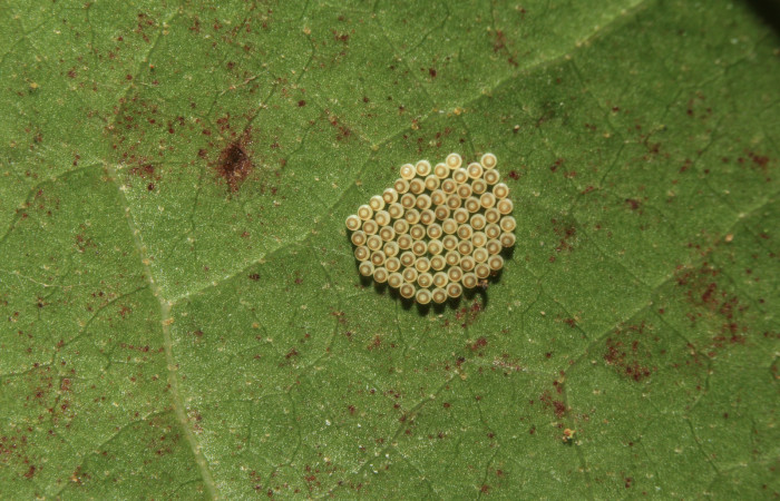 Figura 2. Huevos de larvas <i>Euselasia amphidecta</i></i> (Riodinidae), vista dorsal, localidad Medrano Estación Biológica Quica Sector Pitilla ACG (380m). Voucher: 17-SRNP-72613-DHJ738955.jpg.