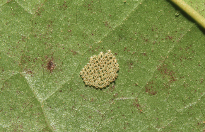 Figura 3. Huevos de larvas <i>Euselasia amphidecta</i></i> (Riodinidae),  vista dorsal, localidad Medrano Estación Biológica Quica Sector Pitilla ACG (380m). Voucher: 17-SRNP-72613-DHJ738959.jpg.
