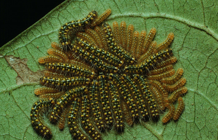 Figura 15. Larvas <i>Euselasia mystica</i></i> (Riodinidae), vista dorsal, localidad Quebrada Guapote Sector Santa Rosa ACG (240m). Voucher: 83-SRNP-1262-DHJ6261.jpg.