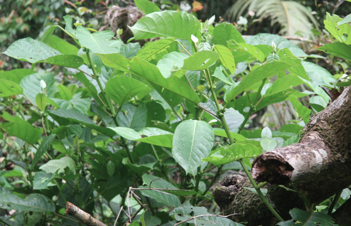 Figura 33. Planta hospedera de <i>Euselasia amphidecta</i></i> (Riodinidae), planta llamada <i>Hieronyma oblonga</i></i> (Phyllantaceae), localidad Quebradona Estación Biológica Quica, Sector Pitilla ACG (475m), foto: Ricardo Calero 05 Setiembre 2017.