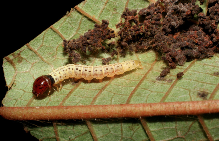 Figura 4. Larva <i>Gonioterma anna</i></i> (Depressariidae), penúltimo estadío (PU) vista lateral, localidad Camino Porvenir Sector Rincón Rain Forest ACG (383m). Voucher: 06-SRNP-42404-DHJ416958.jpg.