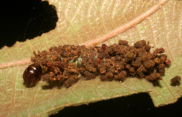 Figura 3. Larva <i>Gonioterma anna</i></i> (Depressariidae), penúltimo estadío (PU) vista camuflaje, localidad Sendero Llano Sector Rincón Rain Forest ACG (400m). Voucher: 06-SRNP-44082-DHJ417440. jpg.