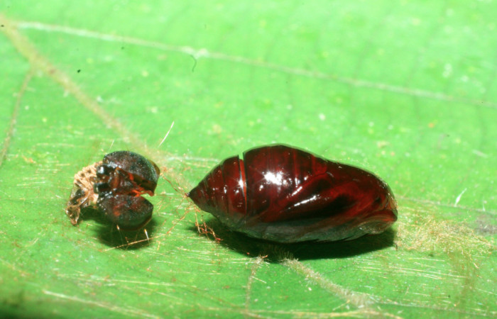 Figura 6. Pupa de <i>Gonioterma anna</i></i> (Depressariidae), vista lateral, localidad Quebrada Escondida Sector Rincón Rain Forest ACG (420m). Voucher: 09-SRNP-41211-DHJ459469.jpg.
