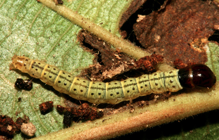 Figura 5. Larva <i>Gonioterma anna</i></i> (Depressariidae), último estadío (U) vista dorsal, localidad Sendero Huerta Sector San Cristóbal ACG (527m). Voucher: 09-SRNP-4723-DHJ464052.jpg.