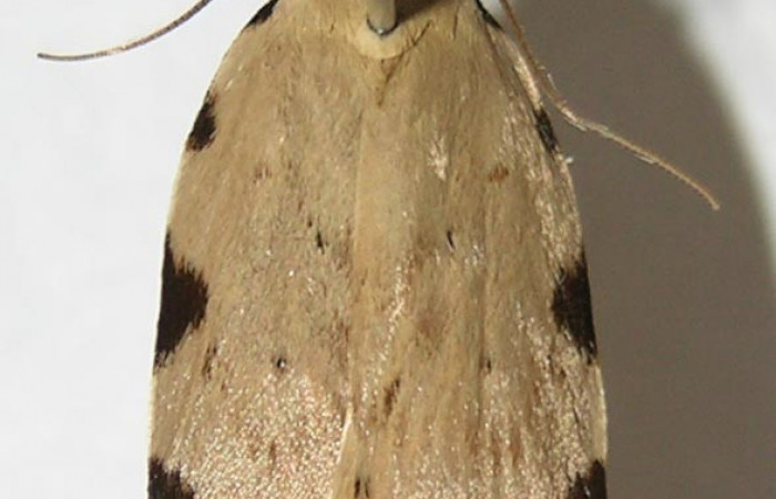 Figura 1. Adulto <i>Gonioterma anna</i></i> (Depressariidae), vista dorsal, localidad cafecito Sector Rincón Rain Forest ACG (455m). Voucher: 09-SRNP-69095-DHJ513141.jpg.