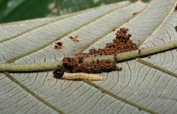 Figura 2. Larva <i>Gonioterma anna</i></i> (Depressariidae), tercer estadío (PPU) vista dorsal, localidad Sendero Manguera Estación Quica Sector Pitilla ACG (470m). Voucher: 09-SRNP-70372-DHJ460806.jpg.