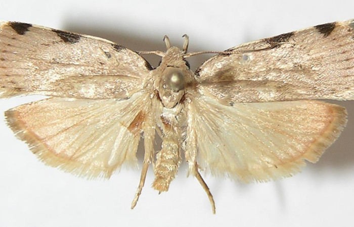 Figura 7. Adulto de <i>Gonioterma anna</i></i> (Depressariidae), vista dorsal, localidad Sendero Rincón Sector Rincón Rain Forest ACG (430m). Voucher: 10-SRNP-42458-DHJ531622.jpg.