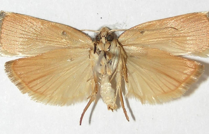 Figura 8. Adulto de <i>Gonioterma anna</i></i> (Depressariidae), vista ventral, localidad Sendero Rincón Sector Rincón Rain Forest ACG (430m). Voucher: 10-SRNP-42458-DHJ531623.jpg.