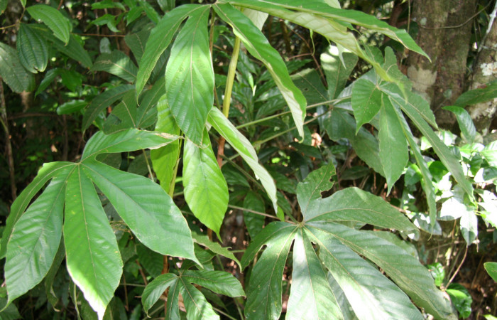 Figura 9. Planta hospedera de <i>Gonioterma anna</i></i> (Depressariidae), esta se llama <i>Pourouma bicolor</i></i> (Urticaceae), localidad Leonel Estación Biológica Quica Sector Pitilla ACG (510m).