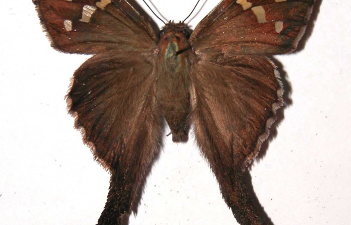 Figura 7. Adulto de <i>Chioides catillus</i></i> (Hesperiidae), macho vista dorsal, localidad Camino Mangos Sector Del Oro ACG (480m). Voucher: 03-SRNP-1498-DHJ36580.jpg.