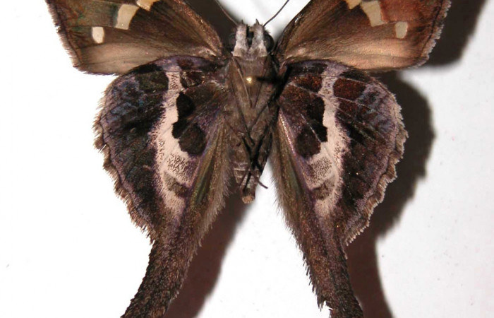 Figura 8. Adulto de <i>Chioides catillus</i></i> (Hesperiidae), macho vista ventral, localidad Camino Mangos Sector Del Oro ACG (480m). Voucher: 03-SRNP-1498-DHJ36581.jpg.