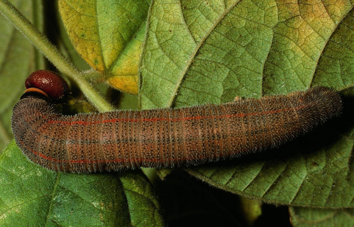 Figura 4. Larva <i>Chioides catillus</i></i> (Hesperiidae), último estadío (U) vista parte dorsal, localidad Tangelo Sector Del Oro ACG (410m). Voucher: 03-SRNP-1832-DHJ71775.jpg.