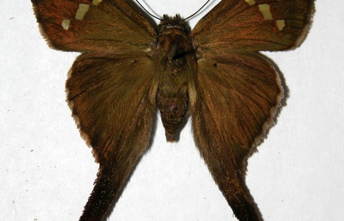 Figura 9. Adulto de <i>Chioides catillus</i></i> (Hesperiidae), hembra vista dorsal, localidad Pasmompa Sector Pitilla ACG (440m). Voucher: 05-SRNP-31764-DHJ323822.jpg.