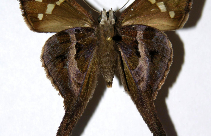 Figura 10. Adulto de <i>Chioides catillus</i></i> (Hesperiidae), hembra vista ventral, localidad Pasmompa Sector Pitilla ACG (440m). Voucher: 05-SRNP-31764-DHJ323823.jpg.