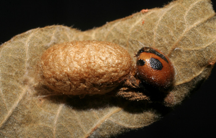 Figura 12. Capullo de parásito <i>Casinaria</i></i> legalisDHJ03 (Ichneumonidae), que ataca <i>Chioides catillus</i></i> (Hesperiidae) vista dorsal, localidad Pasmompa Sector Pitilla ACG (440m). Voucher: 07-SRNP-31595-DHJ448494.jpg.