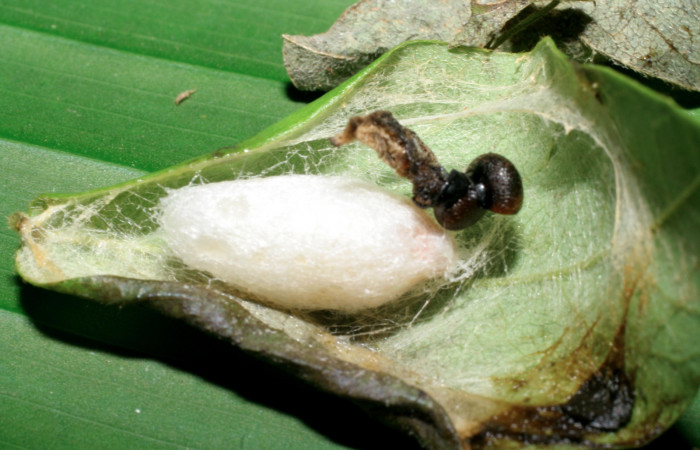 Figura 11. Capullo de parásito <i>Pneumagathis erythrogastra</i></i> (Braconidae) que ataca <i>Chioides catillus</i></i> (Hesperiidae) vista dorsal, localidad Mamones Sector Mundo Nuevo ACG (365m). Voucher: 07-SRNP-57954-DHJ428581.jpg.