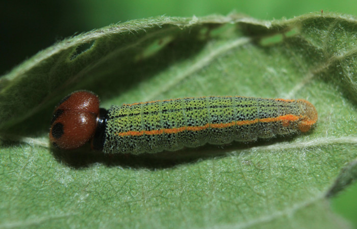 Figura 2. Larva <i>Chioides catillus</i></i> (Hesperiidae), tercer estadío (PPU) vista lateral, localidad Coneja Estación Quica Sector Pitilla ACG (415m). Voucher: 15-SRNP-70766-DHJ727233.jpg.