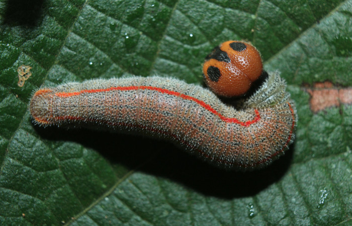 Figura 3. Larva <i>Chioides catillus</i></i> (Hesperiidae), penúltimo estadío (PU) vista dorsal, localidad Coneja Estación Quica Sector Pitilla ACG (415m). Voucher: 15-SRNP-70766-DHJ727264.jpg.