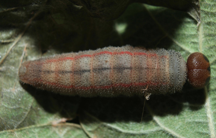 Figura 5. Larva <i>Chioides catillus</i></i> (Hesperiidae), en estado de prepupa vista dorsal, localidad Coneja Estación Quica Sector Pitilla ACG (415m). Voucher: 15-SRNP-70766-DHJ727298.jpg.