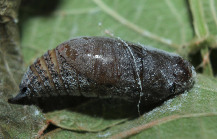 Figura 6. Pupa <i>Chioides catillus</i></i> (Hesperiidae), vista dorsal, localidad Coneja Estación Quica Sector Pitilla ACG (415m). Voucher: 15-SRNP-70766-DHJ727302.jpg.