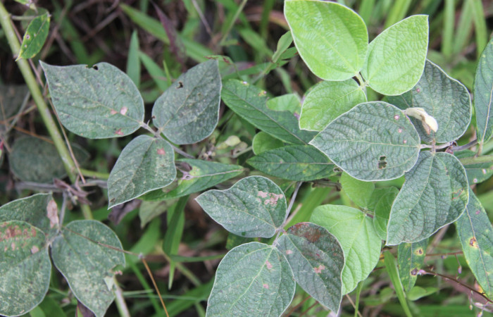 Figura 13. Planta hospedera de <i>Chioides catillus</i></i> (Hesperiidae), esta planta se llama <i>Rhynchosia reticulata</i></i> (Fabaceae), localidad Medrano Estación Quica Sector Pitilla ACG (380m).