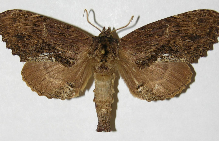 Figura 17. Adulto de <i>Naprepa flexifera</i></i> (Notodontidae), macho vista dorsal, localidad Estación Biológica Cacao Sector Cacao ACG (1150m). Voucher: 03-SRNP-23081-DHJ310394.jpg.