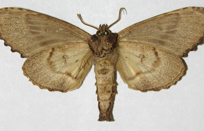 Figura 18. Adulto de <i>Naprepa flexifera</i></i> (Notodontidae), macho vista ventral, localidad Estación Biológica Cacao Sector Cacao ACG (1150m). Voucher: 03-SRNP-23081-DHJ310395.jpg.