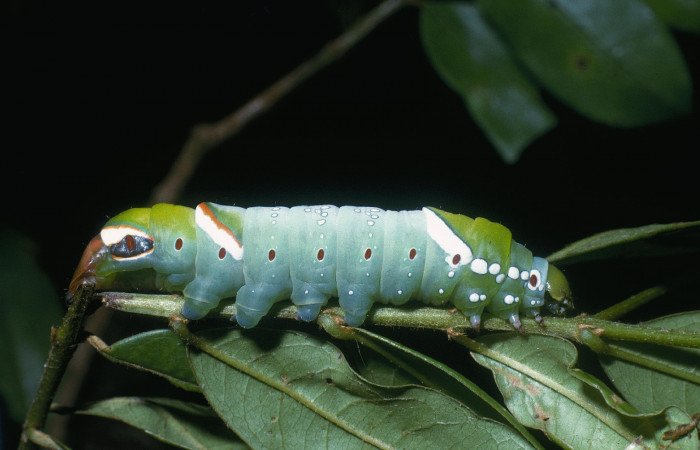 Figura 4. Larva <i>Naprepa cyllota</i></i> (Notodontidae), último estadío (U) vista lateral, localidad Cabrera Sector Pitilla ACG (500m). Voucher: 04-SRNP-31738-DHJ82556.jpg.