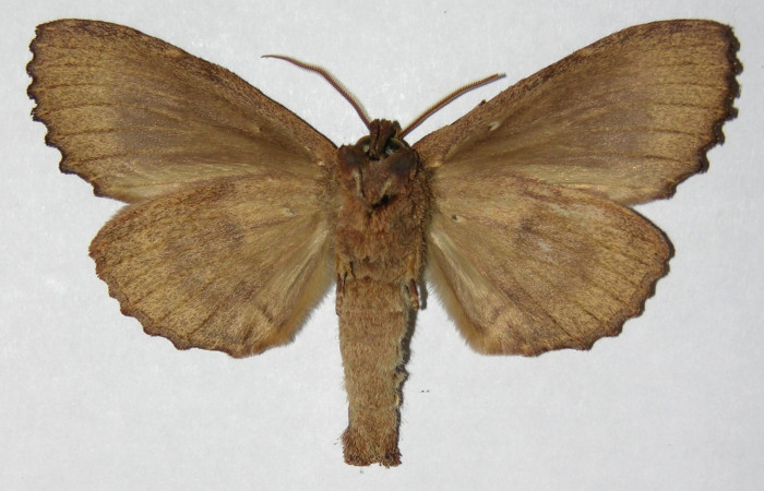 Figura 7. Adulto de <i>Naprepa cyllota</i></i> (Notodontidae), hembra vista ventral, localidad Sendero Huerta Sector San Cristóbal ACG (527m). Voucher: 05-SRNP-1270-DHJ310533.jpg.