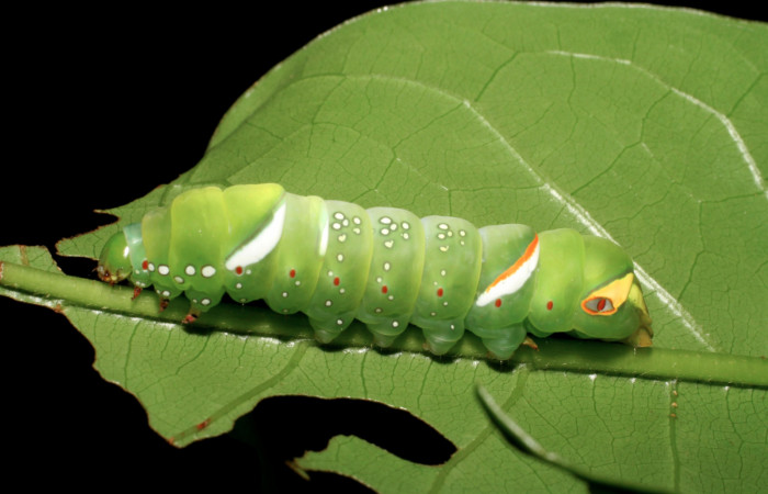Figura 3. Larva <i>Naprepa cyllota</i></i> (Notodontidae), penúltimo estadío (PU) vista lateral, localidad Sendero Huerta Sector Cristóbal ACG (527m). Voucher: 07-SRNP-1041-DHJ447559.jpg.