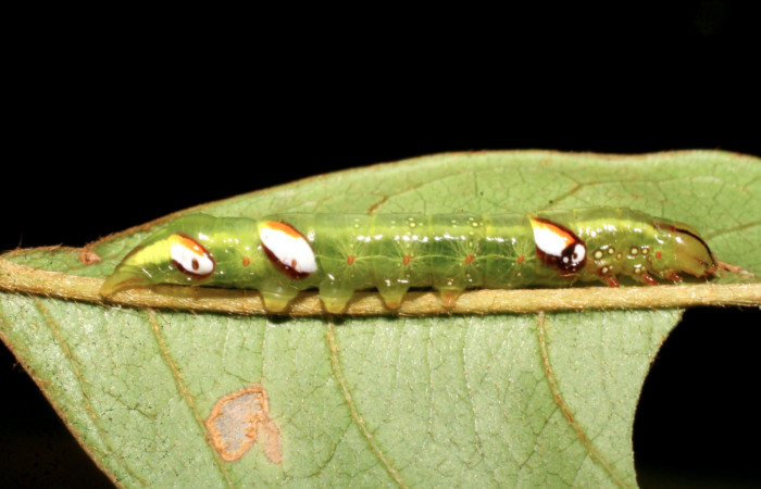 Figura 2. Larva <i>Naprepa cyllota</i></i> (Notodontidae), tercer estadío (PPU) vista lateral, localidad Camino Porvenir Sector Rincón Rain Forest ACG (383m). Voucher: 07-SRNP-40644-DHJ420271.jpg.