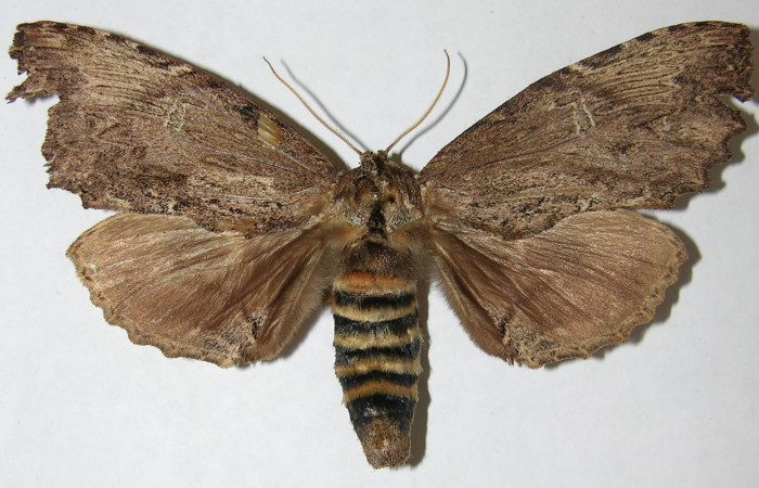 Figura 8. Adulto de <i>Naprepa cyllota</i></i> (Notodontidae), macho vista dorsal, localidad Sendero Evangelista Sector Pitilla ACG (660m). Voucher: 08-SRNP-31033-DHJ399332.jpg.