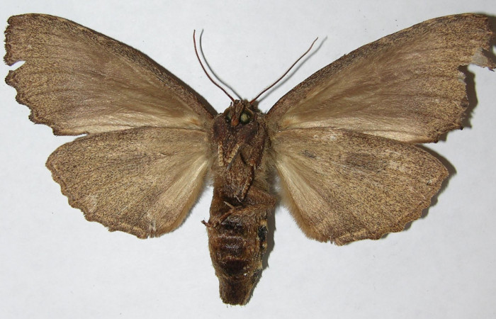 Figura 9. Adulto de <i>Naprepa cyllota</i></i> (Notodontidae), macho vista ventral, localidad Sendero Evangelista Sector Pitilla ACG (660m). Voucher: 08-SRNP-31033-DHJ399333.jpg.