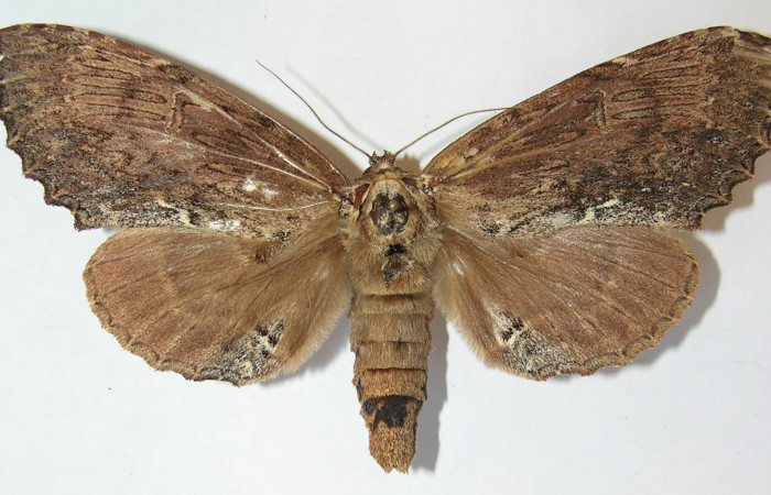 Figura 19. Adulto de <i>Naprepa flexifera</i></i> (Notodontidae), hembra vista dorsal, localidad Estación Biológica Cacao Sector Cacao ACG (1150m). Voucher: 09-SRNP-36575-DHJ515202.jpg.