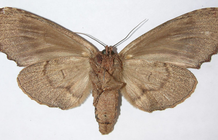 Figura 20. Adulto de <i>Naprepa flexifera</i></i> (Notodontidae), hembra vista ventral, localidad Estación Biológica Cacao Sector Cacao ACG (1150m). Voucher: 09-SRNP-36575-DHJ515203.jpg.