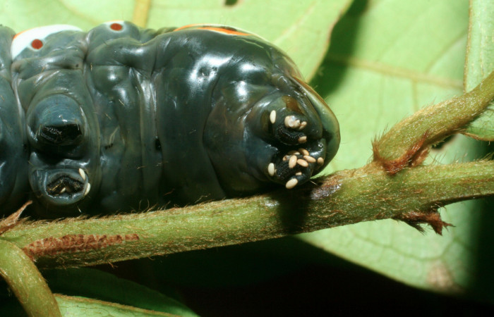 Figura 11. Larva <i>Naprepa cyllota</i></i> (Notodontidae), vista huevos de parásitos sobre el cuerpo, localidad Quebradona Estación Biológica Quica, Sector Pitilla ACG (475m). Voucher: 09-SRNP-70974-DHJ457600.jpg.