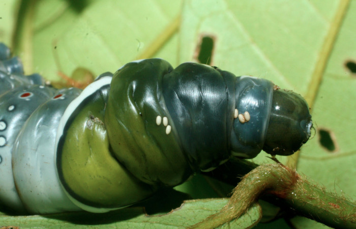 Figura 10. Larva <i>Naprepa cyllota</i></i> (Notodontidae), vista huevos de parásitos sobre el cuerpo, localidad Quebradona Estación Biológica Quica, Sector Pitilla ACG (475m). Voucher: 09-SRNP-70974-DHJ457603.jpg.