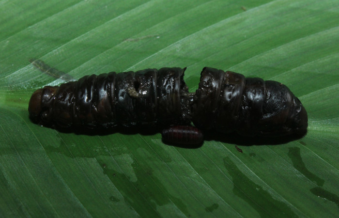 Figura 12. Larva <i>Naprepa cyllota</i></i> (Notodontidae), en estado de prepupa de donde salió pupario de parásito Tachinidae, localidad Estación Biológica Quica Sector Pitilla ACG (470m). Voucher: 16-SRNP-71053-DHJ733117.jpg.