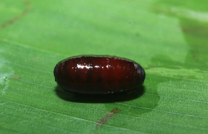 Figura 13. Pupario de parásito Tachinidae que ataca a <i>Naprepa cyllota</i></i> (Notodontidae), localidad Estación Biológica Quica Sector Pitilla ACG (470m). Voucher: 16-SRNP-71053-DHJ733119.jpg.