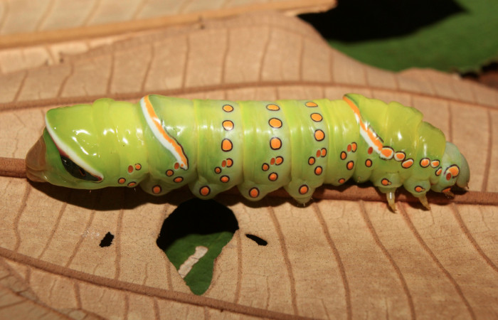 Figura 15. Larva <i>Naprepa flexifera</i></i> (Notodontidae), último estadío (U) vista lateral, localidad Calma Estación Biológica Quica, Sector Pitilla ACG (412m). Voucher: 17-SRNP-72114-DHJ738535.jpg.