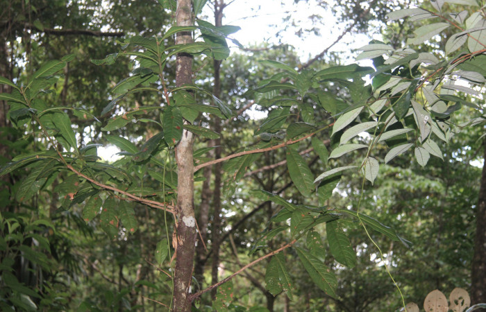 Figura 21. Planta hospedera de <i>Naprepa cyllota</i></i> (Notodontidae), esta planta se llama <i>Vochysia guatemalensis</i></i> (Vochysiaceae), localidad Medrano Estación Biológica Quica, Sector Pitilla ACG (380m), foto; Ricardo Calero 20 Octubre 2017.