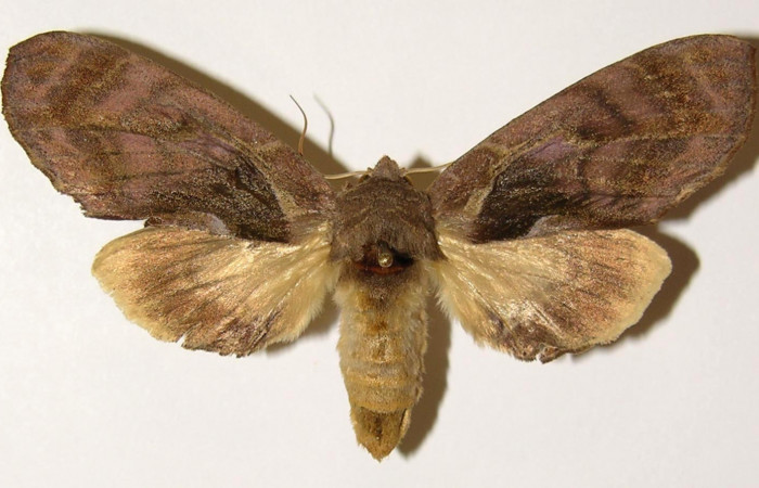 Figura 7. Adulto de <i>Crinodes besckei</i></i> (Notodontidae), hembra vista dorsal, localidad Finca Araya Sector El Hacha ACG (295m). Voucher: 02-SRNP-16606-DHJ300840.jpg.