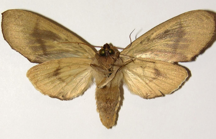 Figura 8. Adulto de <i>Crinodes besckei</i></i> (Notodontidae), hembra vista ventral, localidad Finca Araya Sector El Hacha ACG (295m). Voucher: 02-SRNP-16606-DHJ300841.jpg.