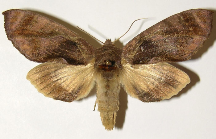 Figura 1. Adulto de <i>Crinodes besckei</i></i> (Notodontidae) vista dorsal, localidad Quebrada Romero Sector Del Oro ACG (490m). Voucher: 04-SRNP-22545-DHJ300846.jpg.