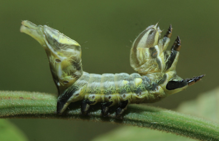 Figura 3. Larva <i>Crinodes besckei</i></i> (Notodontidae), penúltimo estadío (PU) vista lateral, localidad Medrano Estación Quica Sector Pitilla ACG (380m). Voucher: 15-SRNP-71120-DHJ727534.jpg.