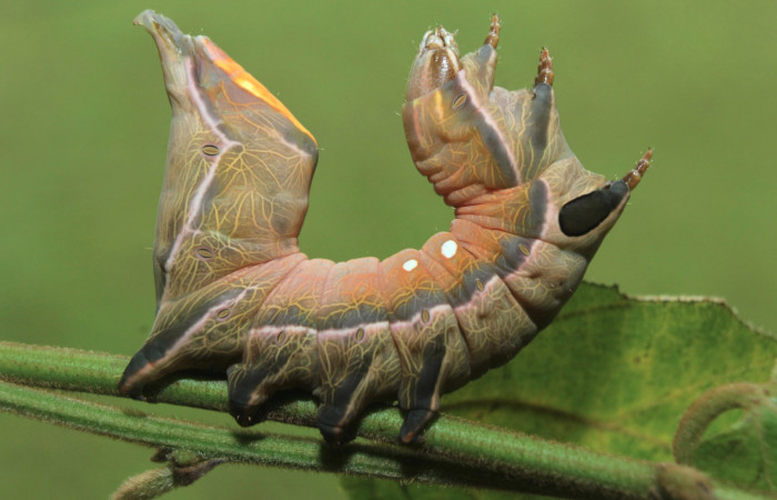 Figura 4. Larva <i>Crinodes besckei</i></i> (Notodontidae), último estadío (U) vista lateral, localidad Medrano Estación Quica Sector Pitilla ACG (380m). Voucher: 15-SRNP-71120-DHJ727577.jpg.